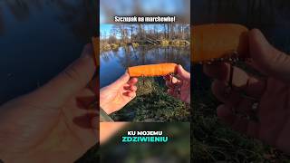 SZCZUPAK na MARCHEWKĘ spinning fishing wędkarstwo [upl. by Calypso476]