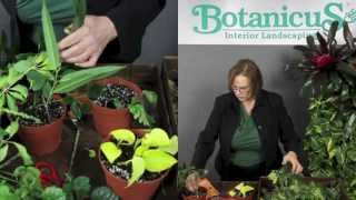 How to Root cuttings directly in soil by BotanicusGreen [upl. by Aivirt]