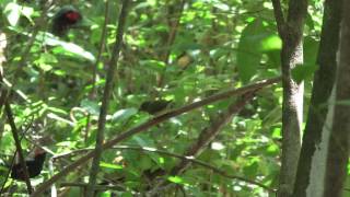 Lancetailed manakin cooperative courtship display [upl. by Mamie]