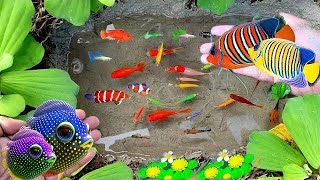 Catch colorful fish koi fish goldfish glowfish betta fish gourami fish catfish lobsters [upl. by Esnofla112]