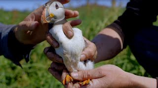 Cute Baby Puffin Sees World for the First Time  World Beneath Your Feet  BBC Earth [upl. by Ytitsahc]