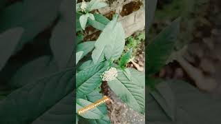 Phytolacca americana american pokeweed [upl. by Victor]