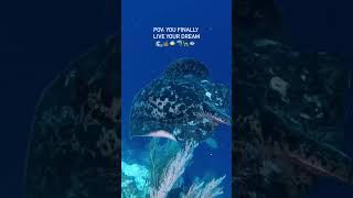 You finally live your dream to visit Tubbataha Reefs [upl. by Lemrahs]