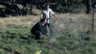 Trapping for feral pig control [upl. by Ahsiem]