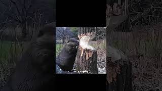 The tree gnawing tips of beavers [upl. by Mihe]