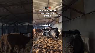 Nima bu buqa buqaboqish buqalar mol qoy cow qoybozor molbozor hokiz мол моллар tiktok [upl. by Gierk440]