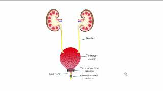 Renal Micturition [upl. by Beverlie3]