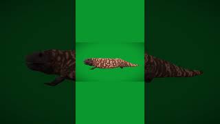 Gila Monster Lizard 3D [upl. by Danie]