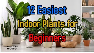 Indoor Plants for beginners [upl. by Light]