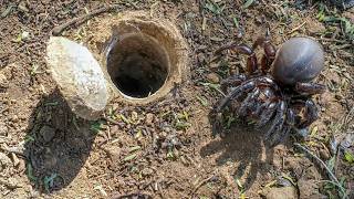 Discover the SECRET Life of the African Trapdoor Spider [upl. by Ebneter]