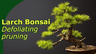 Spring maintenance of Larch Bonsai Pruning and defoliating [upl. by Laekim]