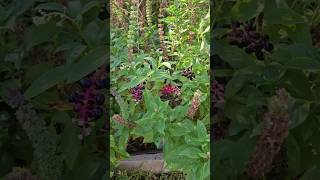 What You Need To Know To Identify Handle amp Dispose Of Pokeweed If Its In Your Garden  DHBG [upl. by Beaulieu]