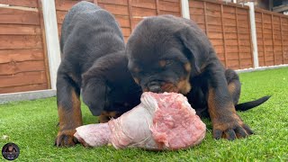 9 Weeks Old Rottweiler Puppies VS RAW Turkey Legs [upl. by Soren]