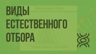 Виды естественного отбора Видеоурок по биологии 11 класс [upl. by Skricki]