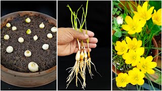 How To Grow Rain Lily Zephyranthes Lily From Seeds And Bulbs [upl. by Talbert]