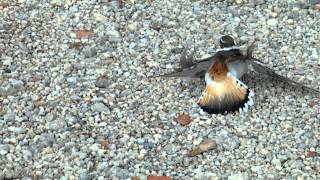 Momma Killdeer amp babies [upl. by Newol]