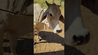 treatment in tha cattle lumpy jawActinomycosis of cow veterinary youtube kishan lumpy cow [upl. by Yrdnal]