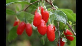 Goji Berry Growing Guide AKA Wolfberry Growing Tips and Tricks [upl. by Hein]