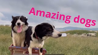 Two incredible BC sheepdogs collect sheep on mountain [upl. by Leschen51]