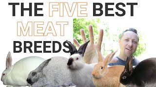 THE 5 BEST MEAT RABBIT BREEDS [upl. by Clynes647]