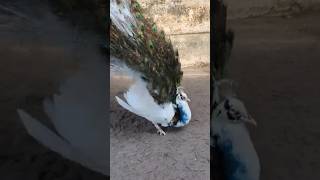 Peafowl Bird Dance peacock 🦚 Dance mor dance animals birds peacock mor [upl. by Eadith]