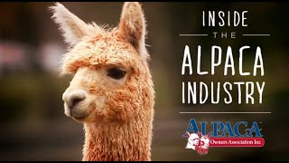 Inside the Alpaca Industry by Alpaca Owners Association Inc [upl. by Nnylirret]