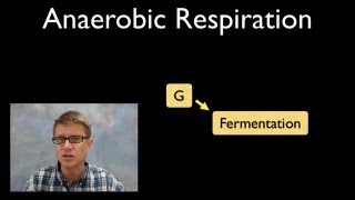 Anaerobic Respiration [upl. by Breed668]