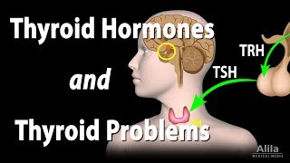 Thyroid Gland Hormones and Thyroid Problems Animation [upl. by Amjan]