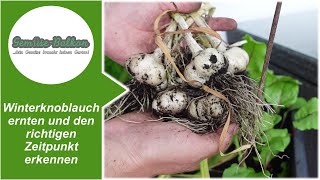 Knoblauch ernten und den richtigen Zeitpunkt erkennen KoblauchErnte aus dem BalkonHochbeet [upl. by Adnylam209]