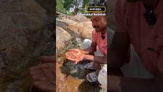 ✨Hogenakkal River 💦🐟Neththili  😱5Crore Fish nethili hogenakkalwaterfalls fishing ontrending [upl. by Aynav]