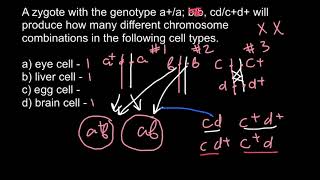 How to solve Allele Recombination problems in Genetics advanced [upl. by Helsell]