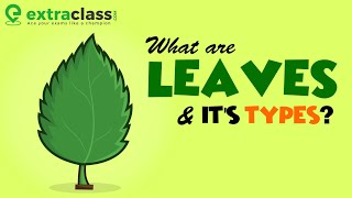 What are leaves and its types  Biology  Extraclasscom [upl. by Phelan]