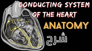 Anatomy of conducting system of the heart 🫀 3D  شرح اناتومي لكهربائية القلب [upl. by Ranie678]