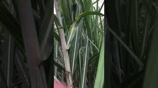 गन्ने में Molybdenum के कमी के लक्षण  Deficiency of Molybdenum in Sugarcane [upl. by Orten79]