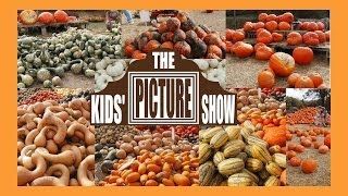 Pumpkins and Squash Vocabulary Flash Cards  The Kids Picture Show Fun amp Educational [upl. by Huberto473]