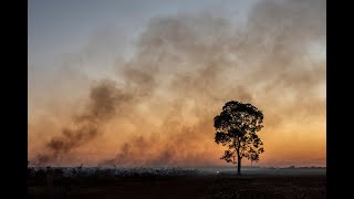 ECOCÍDIO NO CERRADO  DOCUMENTÁRIO [upl. by Iolenta]