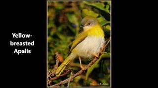 Yellow breasted Apalis call [upl. by Sydalg268]