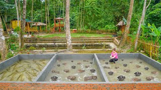 Complete Aquaculture Tanks  Buy Fish Frog Breeds To Raise in The Tank Ly Hoang Linh [upl. by Ahcsat]