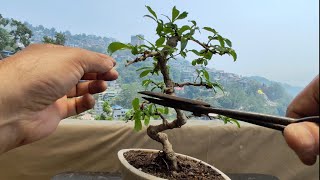 My 2nd Carmona Ritusa Bonsai  Pruning  Repotting [upl. by Ibbob]