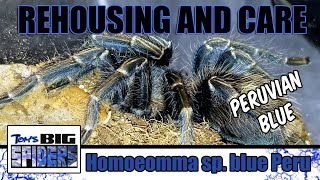 Homoeomma sp blue Peru Rehouse and Care Notes [upl. by Comyns]