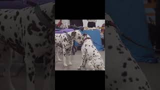 Dalmatians Are Born Without Spots facts dogs [upl. by Nemra]