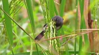 Grey Seedeater  Sporophila intermedia  aves del guaviare  amazonia birding [upl. by Dimah]