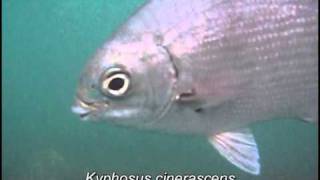 Kyphosus cinerascens Blue sea chub [upl. by Nnayhs]