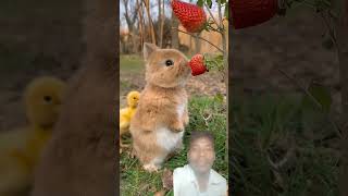 Little rabbit chirps chirps eats strawberries cute pet rabbit cute little pastoral petshotrs youtu [upl. by Aneliram]