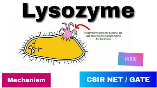 Lysozyme enzyme in Hindi  History Mode of action amp Mechanism [upl. by Annibo]