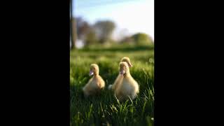 Relaxing duckling sounds A S M R  1 Hour SleepStudy Aid [upl. by Vasiliu]