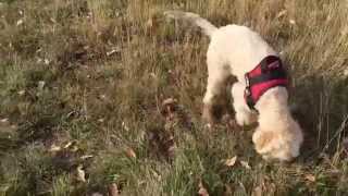 Lagotto Romagnolo training on Lagottos Peak [upl. by Aryaz926]