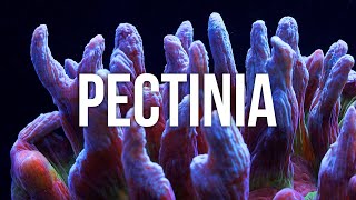 Pectinia Coral Care Tips [upl. by Eiralam77]