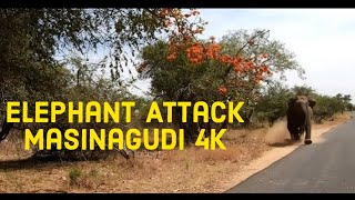 Elephant Attack Masinagudi 4K Go Pro [upl. by Lleuqram88]