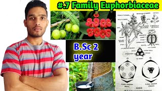 Euphorbiaceae family Floral formula Vegetative characters and Economic importance BSc 2 year [upl. by Dranek]